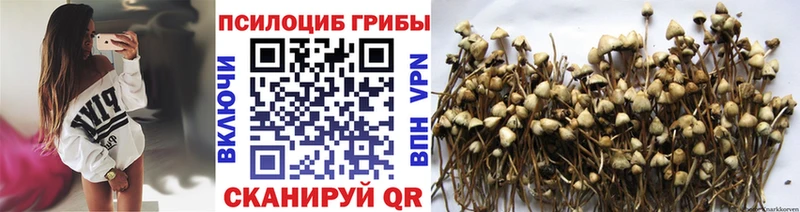 продажа наркотиков  Чадан  Псилоцибиновые грибы GOLDEN TEACHER 
